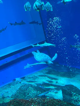 アクアワールド茨城県大洗水族館に投稿された画像（2026/4/13）