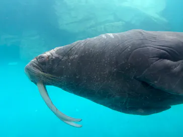 大分マリーンパレス水族館 「うみたまご」に投稿された画像（2026/4/13）