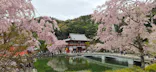 勝尾寺に投稿された画像（2026/4/13）