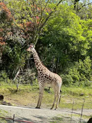 天王寺動物園に投稿された画像（2026/4/13）