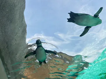 天王寺動物園に投稿された画像（2026/4/13）