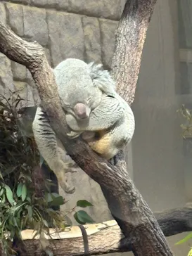 名古屋市東山動植物園に投稿された画像（2026/4/13）