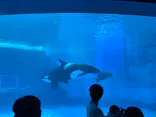 名古屋港水族館に投稿された画像（2026/4/13）