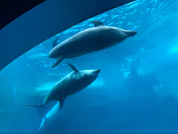 名古屋港水族館に投稿された画像（2026/4/13）