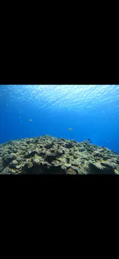 武藤潜水に投稿された画像（2026/4/13）