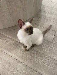 猫カフェモカ　アルシェ大宮店に投稿された画像（2026/4/13）