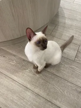 猫カフェモカ　アルシェ大宮店に投稿された画像（2026/4/13）