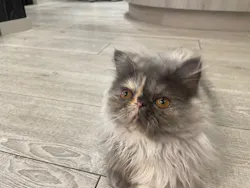 猫カフェモカ　アルシェ大宮店に投稿された画像（2026/4/13）