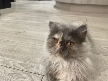 猫カフェモカ　アルシェ大宮店に投稿された画像（2026/4/13）