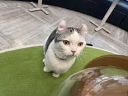 猫カフェモカ　アルシェ大宮店に投稿された画像（2026/4/13）