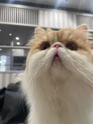 猫カフェモカ　アルシェ大宮店に投稿された画像（2026/4/13）