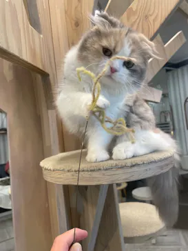 猫カフェモカ　アルシェ大宮店に投稿された画像（2026/4/13）