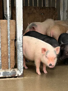 マザー牧場に投稿された画像（2026/4/13）