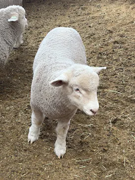 マザー牧場に投稿された画像（2026/4/13）