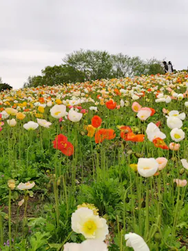 万博記念公園に投稿された画像（2026/4/13）