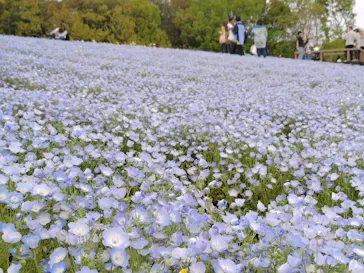 万博記念公園に投稿された画像（2026/4/13）