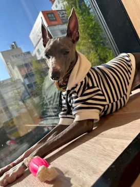 いぬカフェRio 秋葉原店に投稿された画像（2026/4/13）