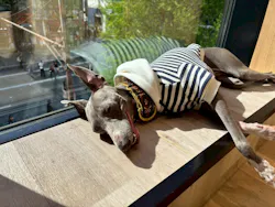 いぬカフェRio 秋葉原店に投稿された画像（2026/4/13）