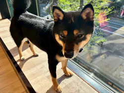 いぬカフェRio 秋葉原店に投稿された画像（2026/4/13）