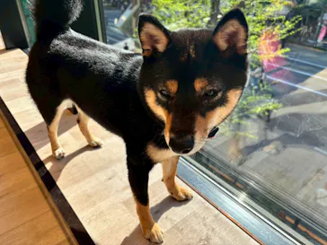 いぬカフェRio 秋葉原店に投稿された画像（2026/4/13）