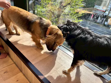 いぬカフェRio 秋葉原店に投稿された画像（2026/4/13）