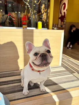 いぬカフェRio 秋葉原店に投稿された画像（2026/4/13）