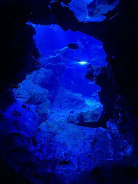 京都水族館に投稿された画像（2026/4/13）