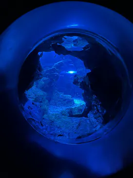 京都水族館に投稿された画像（2026/4/13）