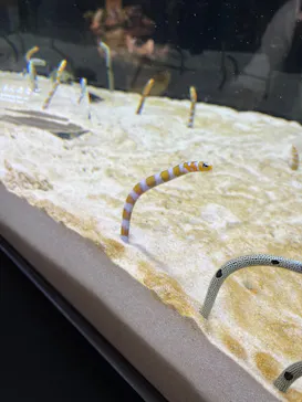 京都水族館に投稿された画像（2026/4/13）