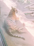 恩賜上野動物園に投稿された画像（2026/4/13）