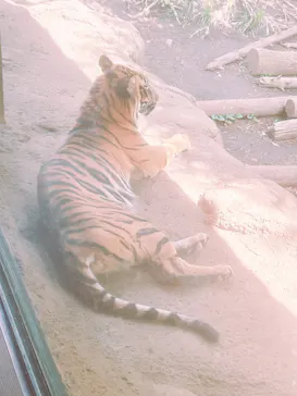 恩賜上野動物園に投稿された画像（2026/4/13）