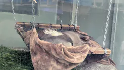 サンシャイン水族館に投稿された画像（2026/4/13）