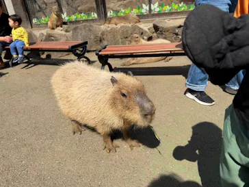 伊豆シャボテン動物公園に投稿された画像（2026/4/13）