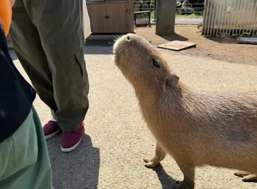 伊豆シャボテン動物公園に投稿された画像（2026/4/13）