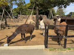 伊豆シャボテン動物公園に投稿された画像（2026/4/13）