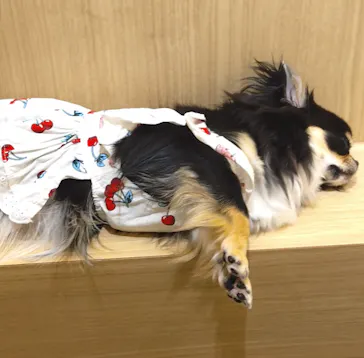 いぬカフェRio 浅草店に投稿された画像（2026/4/13）