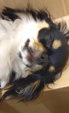 いぬカフェRio 浅草店に投稿された画像（2026/4/13）