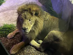 沖縄こどもの国に投稿された画像（2026/4/13）