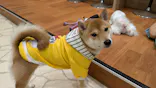 いぬカフェRio 下北沢店に投稿された画像（2026/4/13）