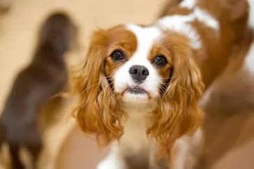 いぬカフェRio 仙台店に投稿された画像（2026/4/13）