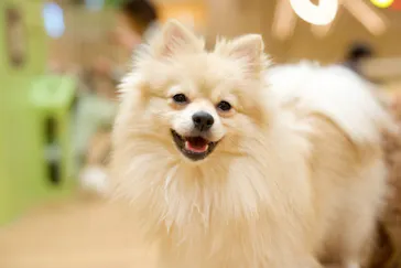 いぬカフェRio 仙台店に投稿された画像（2026/4/13）