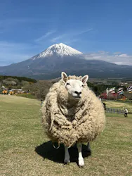 まかいの牧場に投稿された画像（2026/4/13）