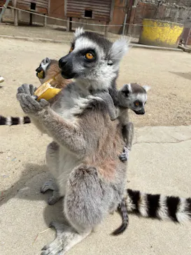 しろとり動物園に投稿された画像（2026/4/13）