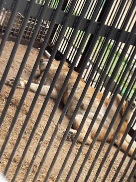 しろとり動物園に投稿された画像（2026/4/13）