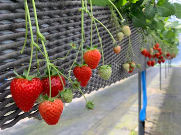 ICHIGOHOUSE.HITACHINAKAに投稿された画像（2026/4/13）