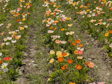 万博記念公園に投稿された画像（2026/4/13）