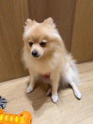 いぬカフェRio 浅草店に投稿された画像（2026/4/13）