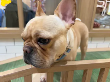 いぬカフェRio 浅草店に投稿された画像（2026/4/13）