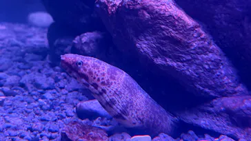 特別展「超危険生物展　科学で挑む生き物の本気」に投稿された画像（2026/4/13）