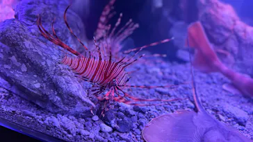 特別展「超危険生物展　科学で挑む生き物の本気」に投稿された画像（2026/4/13）